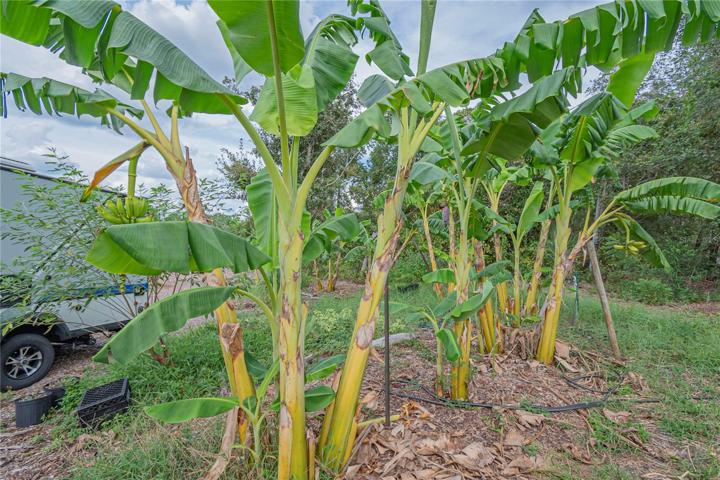 FOUR VARIETIES OF BANANA TREES