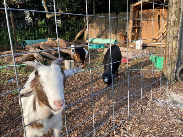 HAPPY GOATS!