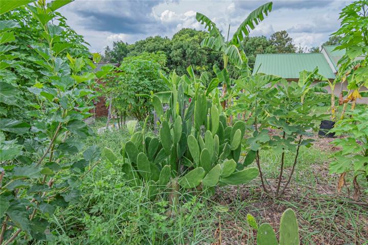 EDIBLE CACTUS