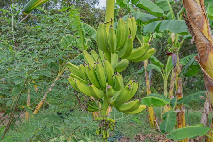 FRESH BANANAS