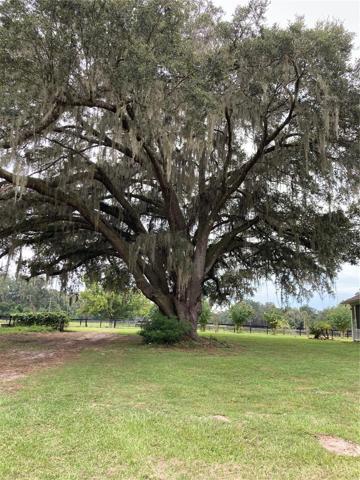 Large Grand Daddy Oaks