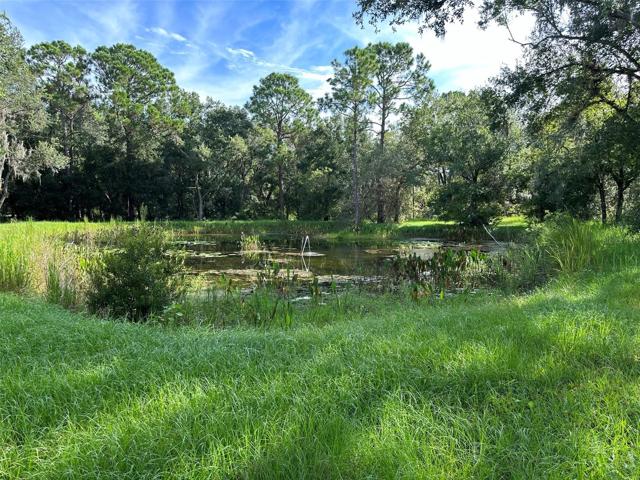 Pond