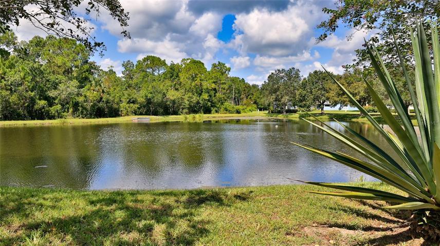 Pond view.
