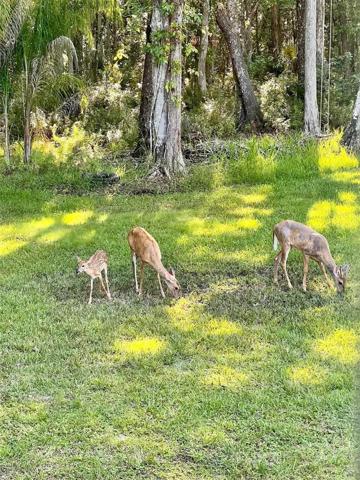 Deer in Backyard