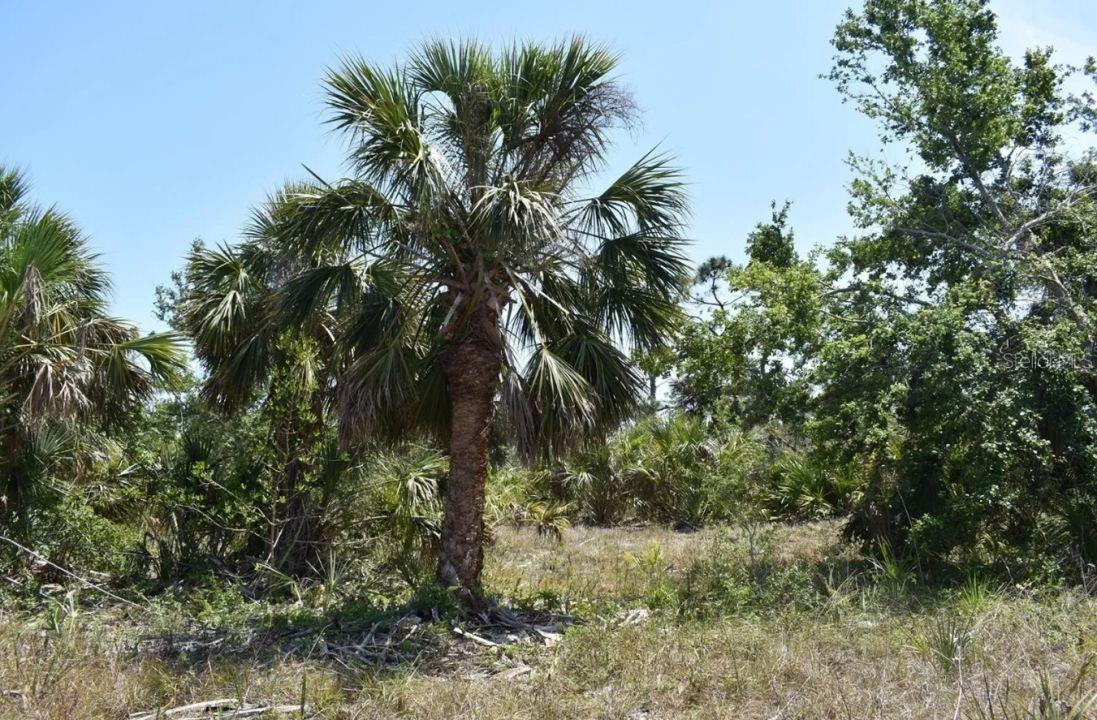 Port Charlotte, Florida 33981, 0 , 0 ,0,Land,For Sale,AMSTERDAM,0,O6141393