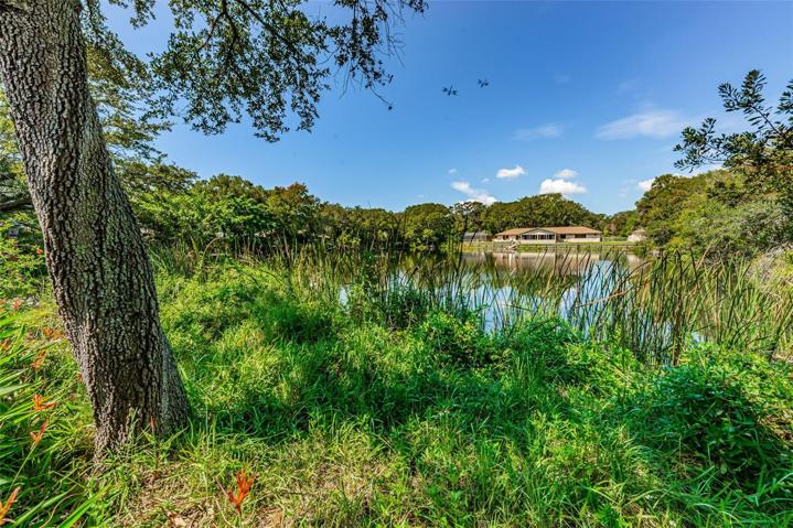 Pond View