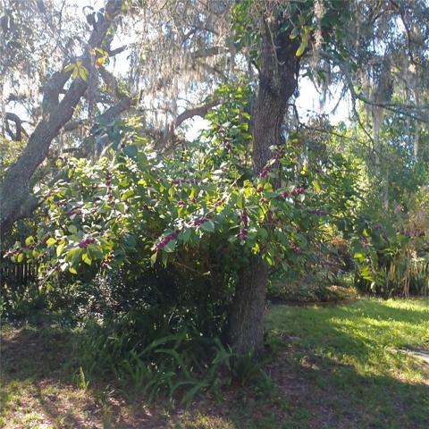trees