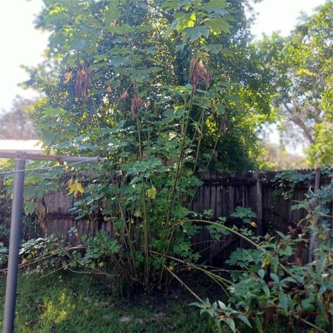 Back fence