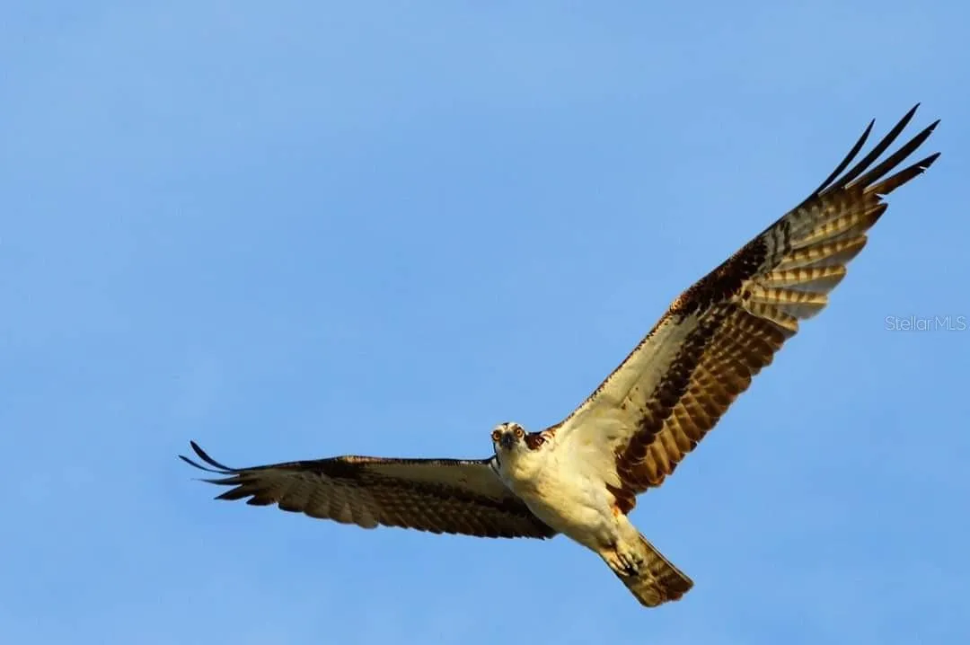 Osprey.