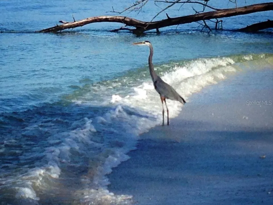 Heron on the Beach.