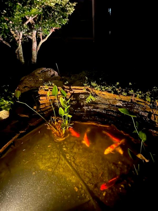 Koi pond