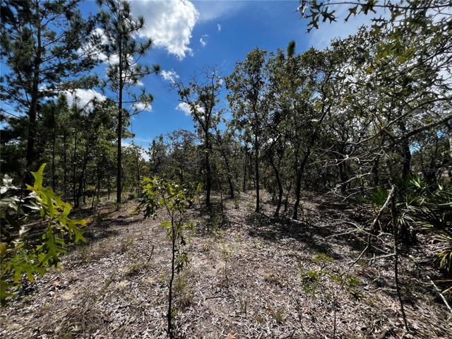 View from rear property line