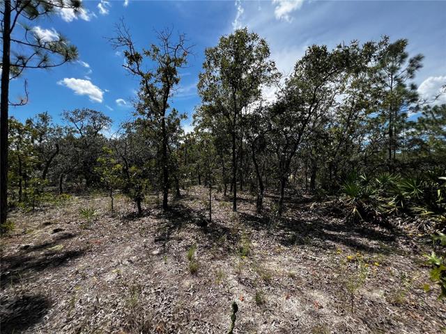 View from rear property line