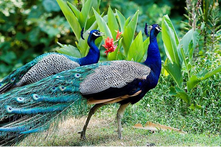 Visiting peacocks are a feature of Greenbriar, often seen at the creek behind the pool~