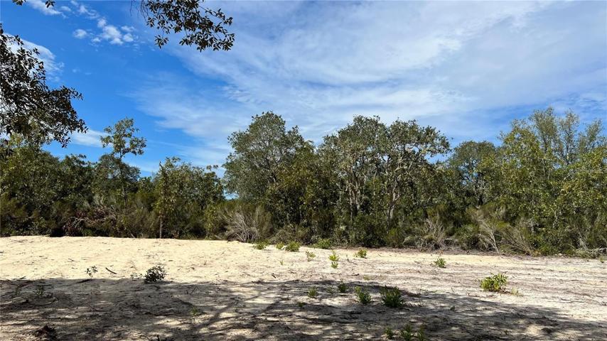 Cleared wooded lot