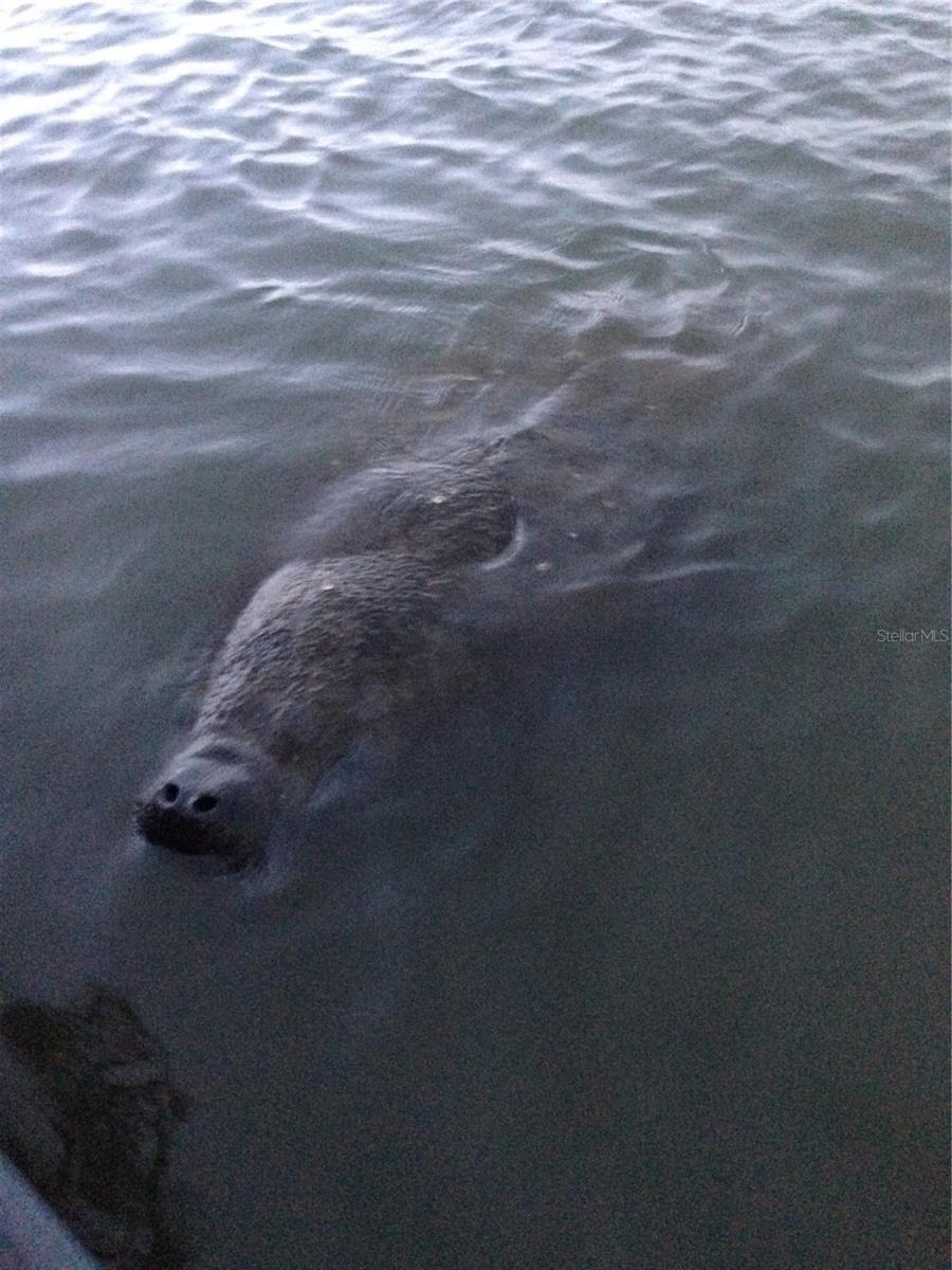 Manatees