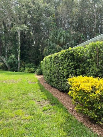 Left side yard w/privacy hedges