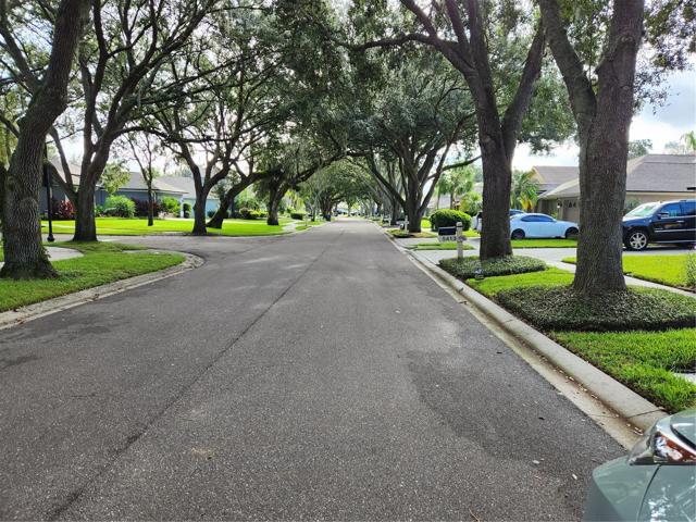 TREE LINED STREET