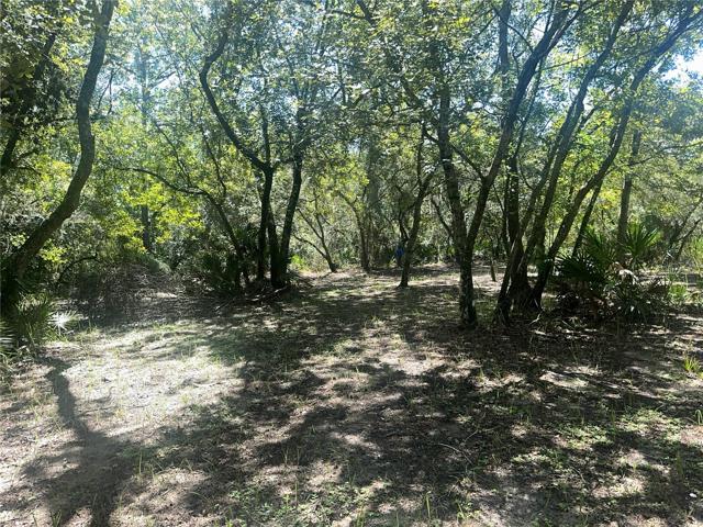 your backyard - nature view