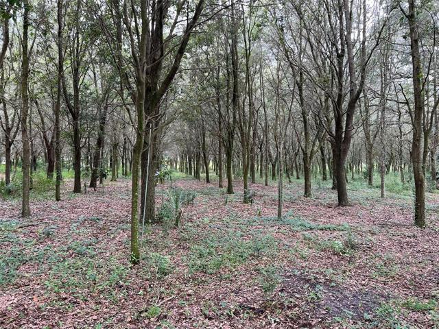 Planted Oaks at far end of property