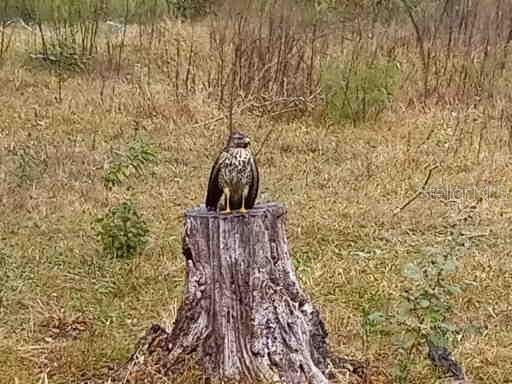 Hawk is always watching