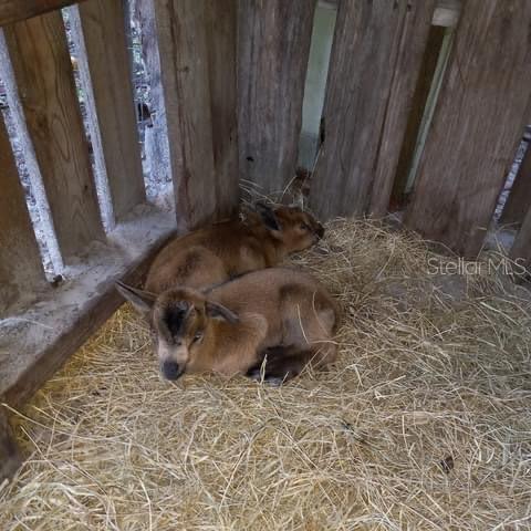 So adorable