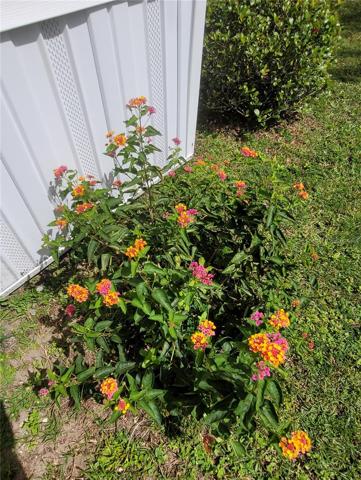 Flowering plants