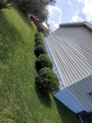Shrubs