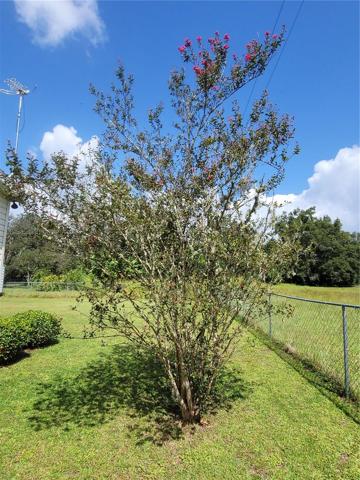 Flowering tree