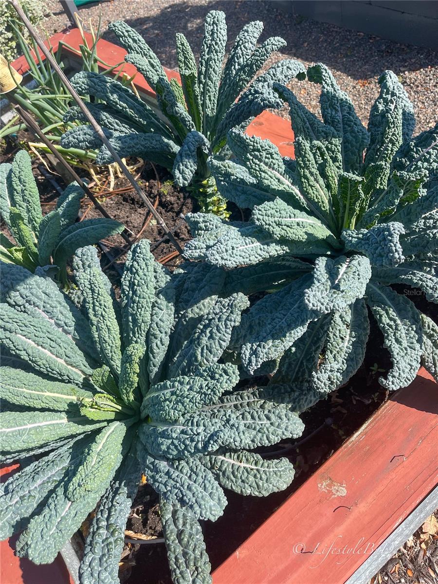 Kale