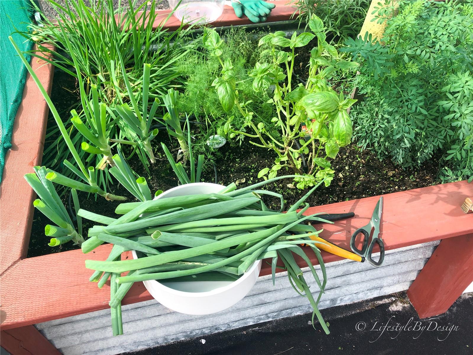 Green Onion/ Basil/Garlic Chives/Dill