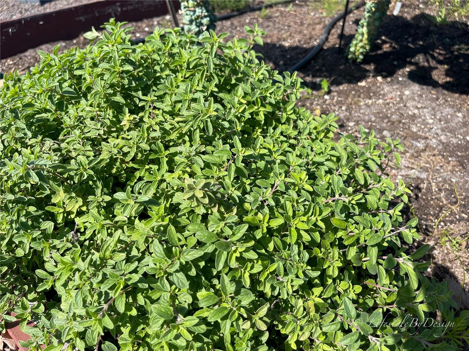 Oregano