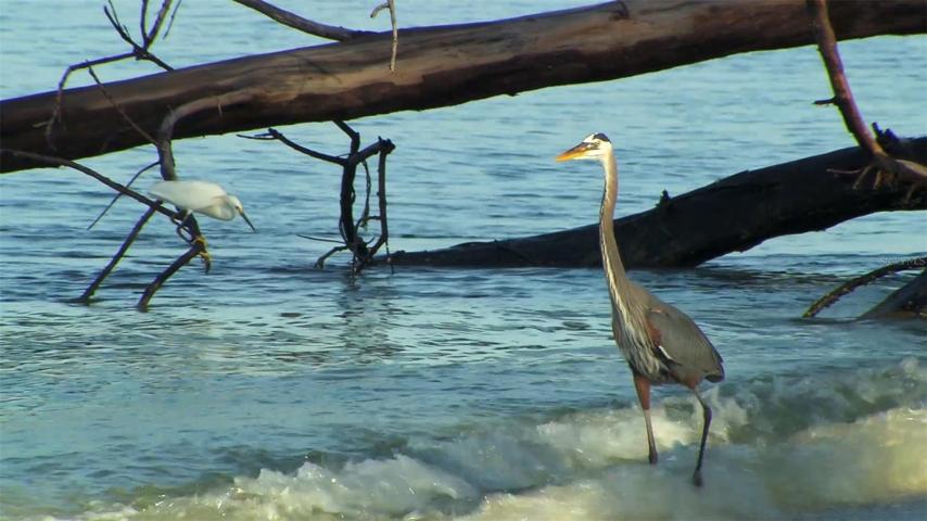 Many species call Little Gasparilla Island home.