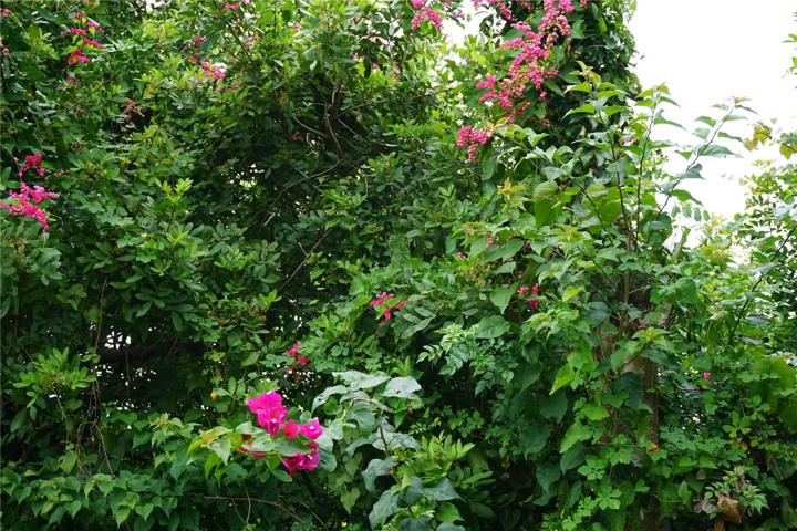 These beauties are in your back yard!