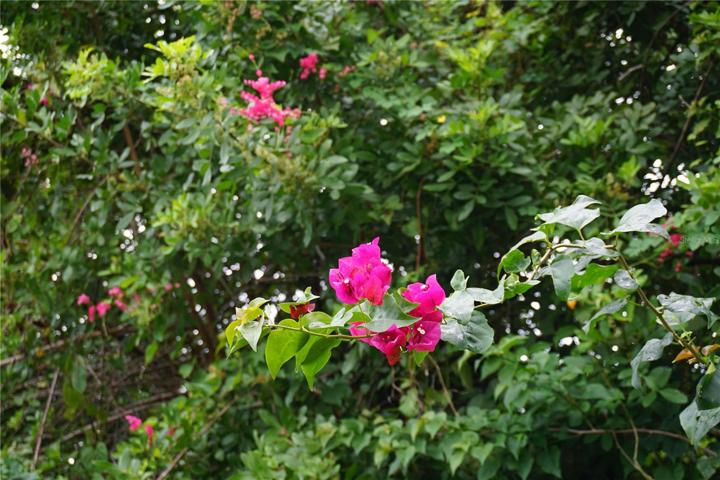 These beauties are in your back yard!