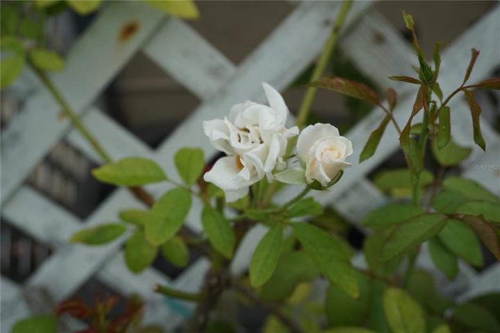 Stop and smell your own roses!