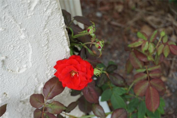Stop and smell your own roses!