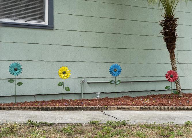 Join the Whimsical Dunedin Lifestyle