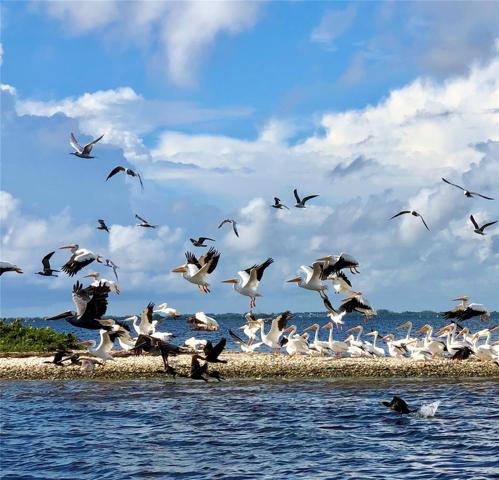 White pelican