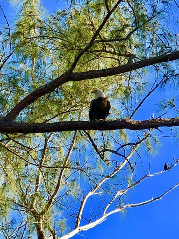 Bald Eagle