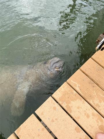 Friendly manatee