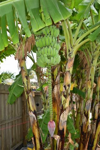 Bananas