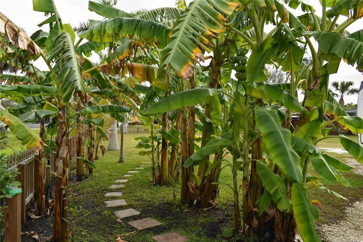 Banana trees - hybrid bananas of various species.