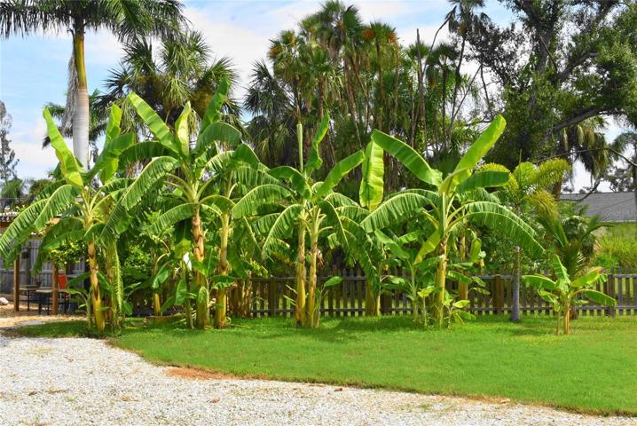 Banana trees - hybrid bananas of various species.