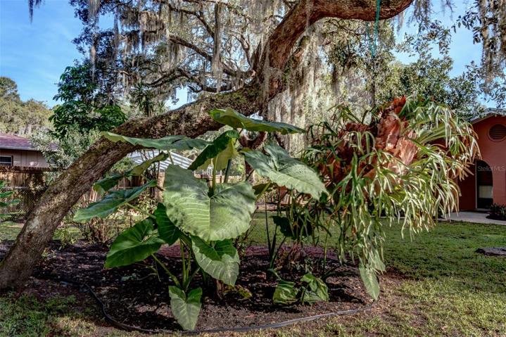 HUGE staghorn