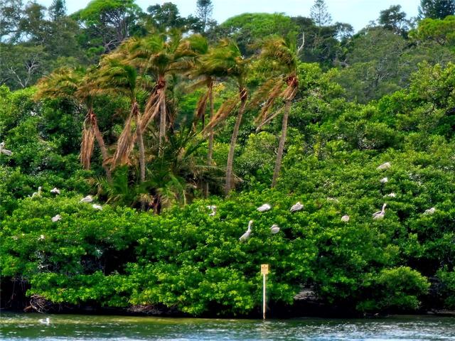 Island Bird Sanctuary in view from patio