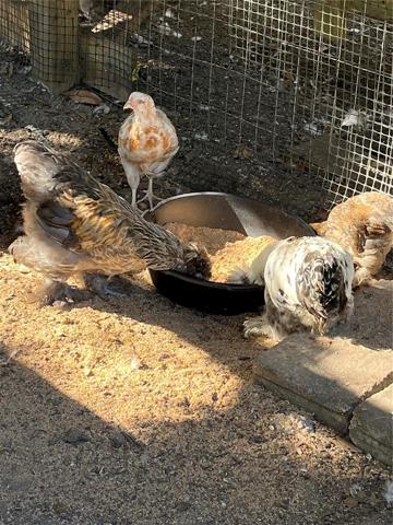 Over 40 chickens on property