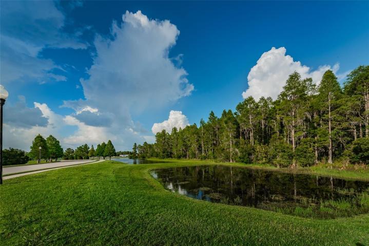 Pond