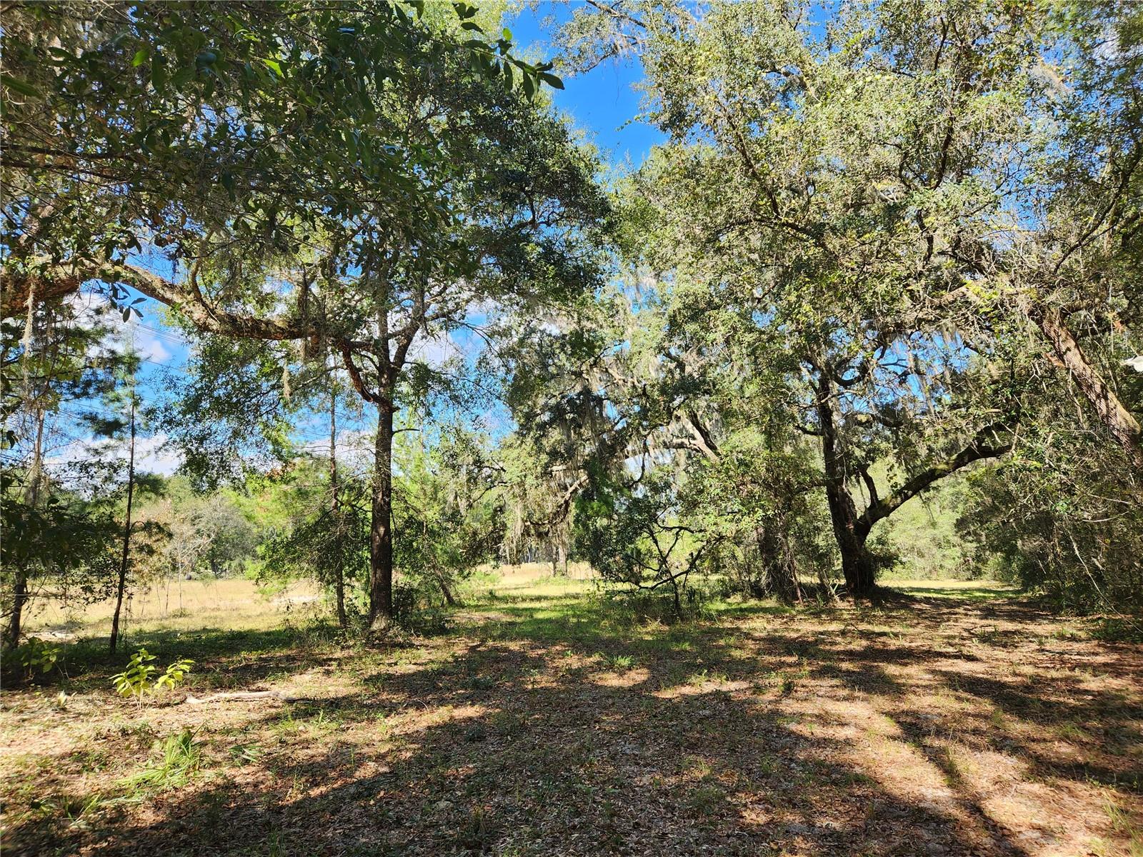 Lightly Wooded