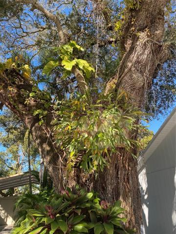 mature landscaping